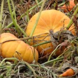 1310F 080 Ur-Donautal